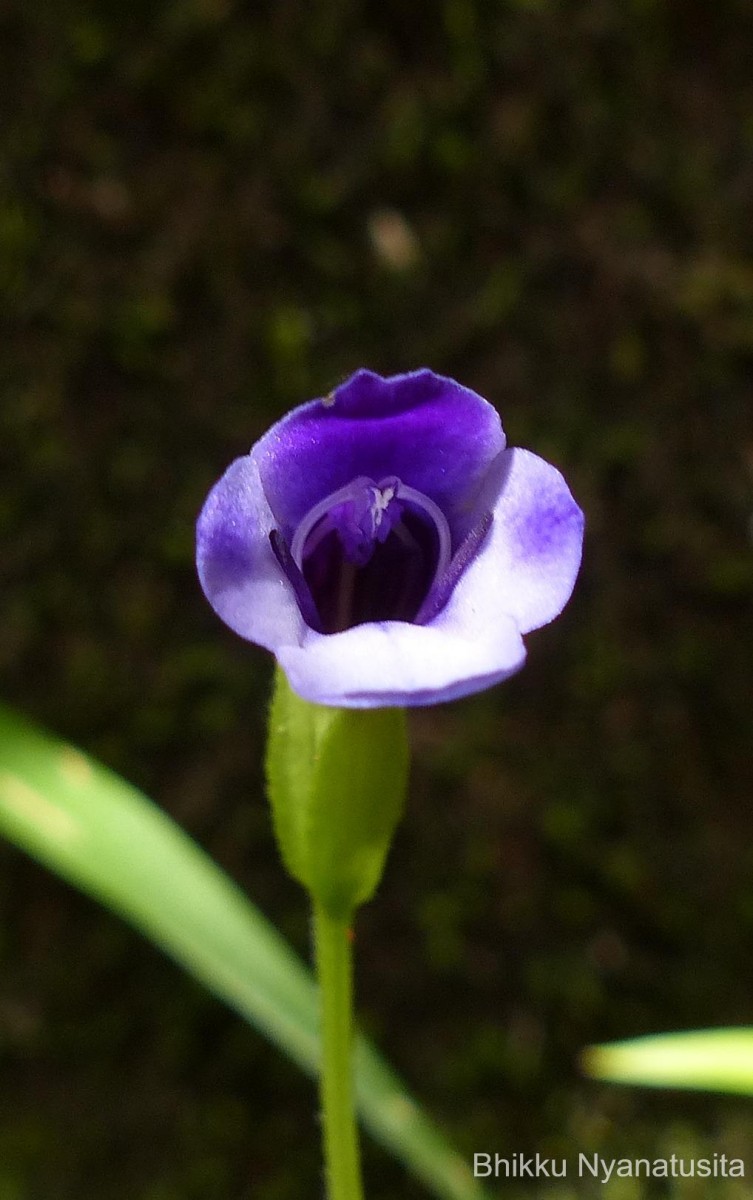 Torenia cyanea Alston